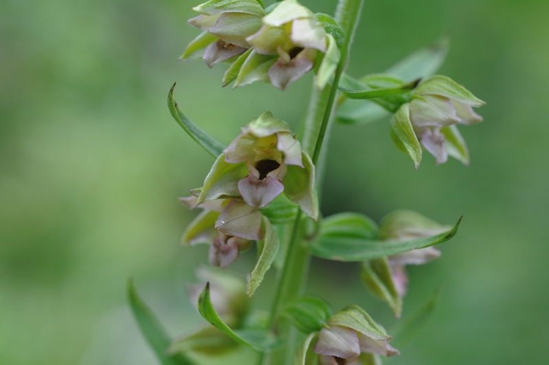 helleborine  Apuane